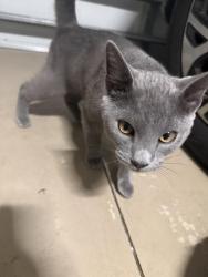 Found/Stray Unknown Cat last seen Burnt store road, Cape Coral, FL 33991