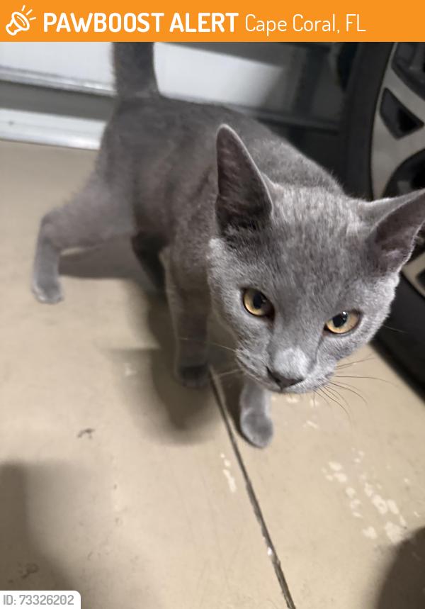 Found/Stray Unknown Cat last seen Burnt store road, Cape Coral, FL 33991