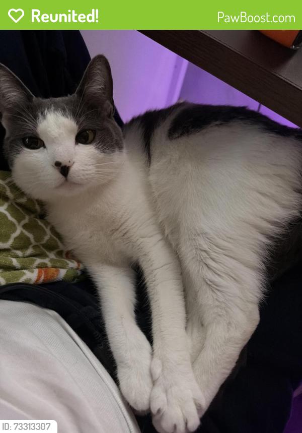 Reunited Female Cat last seen Pinehurst boulevard, Albany, NY 12203