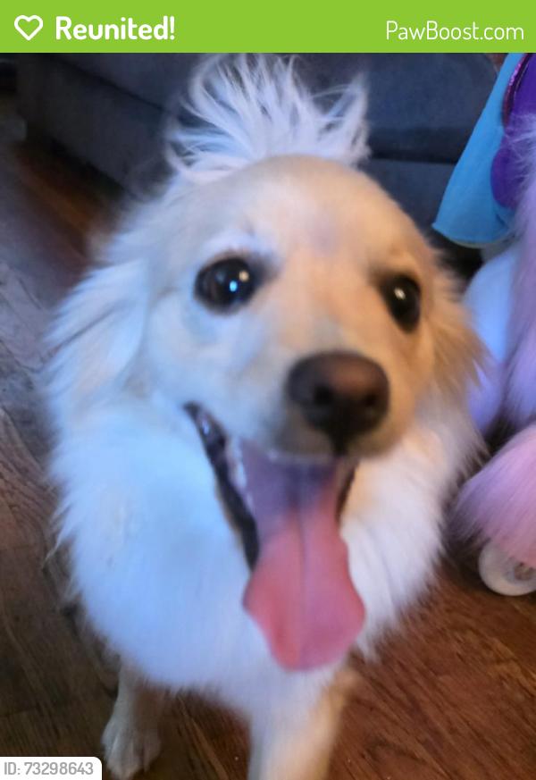 Reunited Female Dog last seen Bergedo drive, Oakland, CA 94603