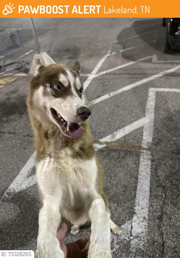 Found/Stray Male Dog last seen At the Kroger in Lakeland TN, Lakeland, TN 38002