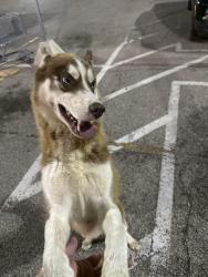 Found/Stray Male Dog last seen At the Kroger in Lakeland TN, Lakeland, TN 38002