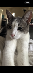 Lost Male Cat last seen 3rd street Los banos ca, Los Banos, CA 93635