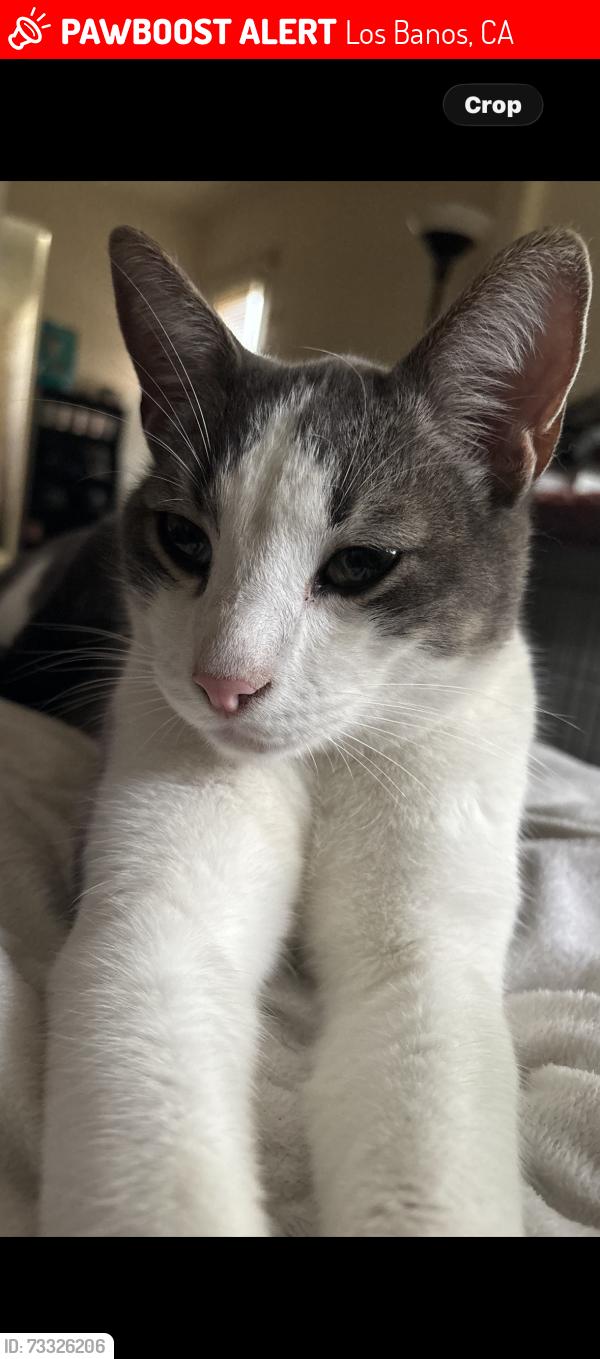 Lost Male Cat last seen 3rd street Los banos ca, Los Banos, CA 93635