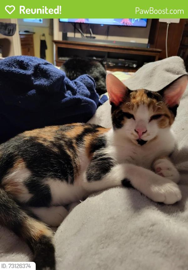 Reunited Female Cat last seen Victoria Blvd., Hampton, VA 23661