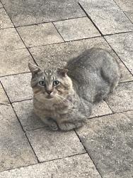 Found/Stray Unknown Cat last seen Ashford Parkway, Houston, TX 77077