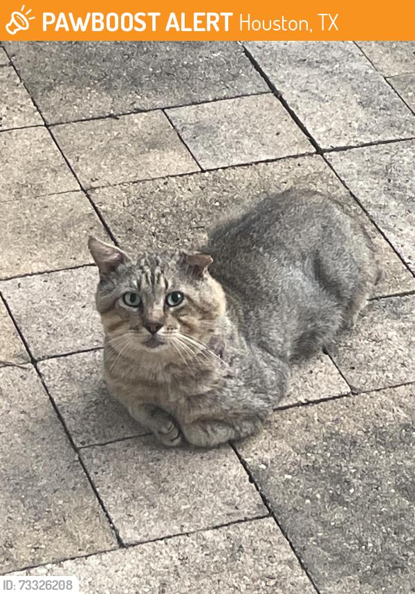 Found/Stray Unknown Cat last seen Ashford Parkway, Houston, TX 77077