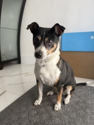 Reunited Female Dog last seen Near SW 92nd Ct, Miami, FL 33165, USA, Miami, FL 33165