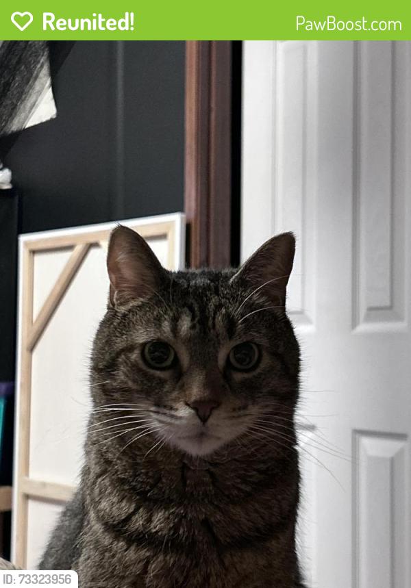 Reunited Male Cat last seen At home, front door didn’t close properly, Cheyenne, WY 82007