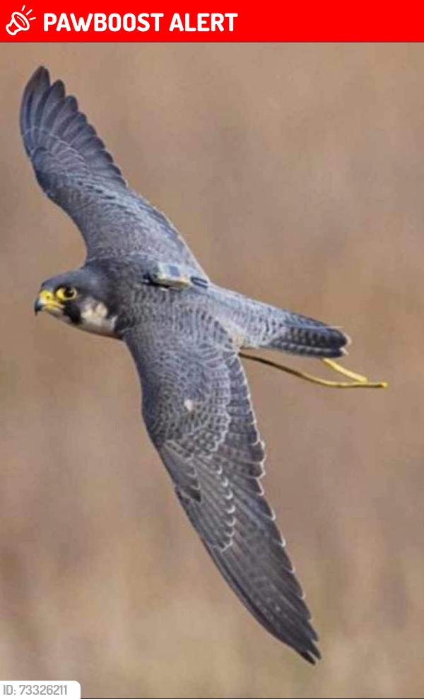 Lost Unknown Bird last seen Hannahstown hill, Hannahstown, Northern Ireland 