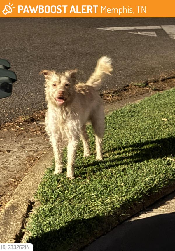 Found/Stray Male Dog last seen Amersham & Green Mill, Memphis, TN 38119