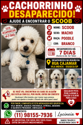 Lost Male Dog last seen Rua cajamar 155 vila menck osasco, Vila Menck, SP 