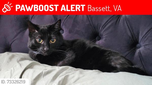 Lost Female Cat last seen Bassett, VA, Bassett, VA 24055
