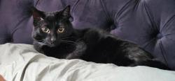 Lost Female Cat last seen Bassett, VA, Bassett, VA 24055