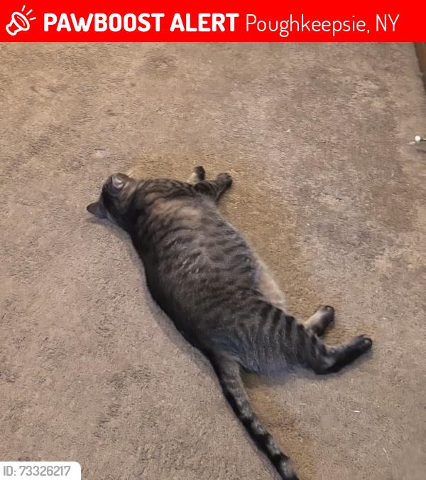 Lost Male Cat last seen Orlando drive in the gables, Poughkeepsie, NY 12603
