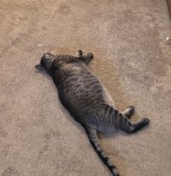 Lost Male Cat last seen Orlando drive in the gables, Poughkeepsie, NY 12603