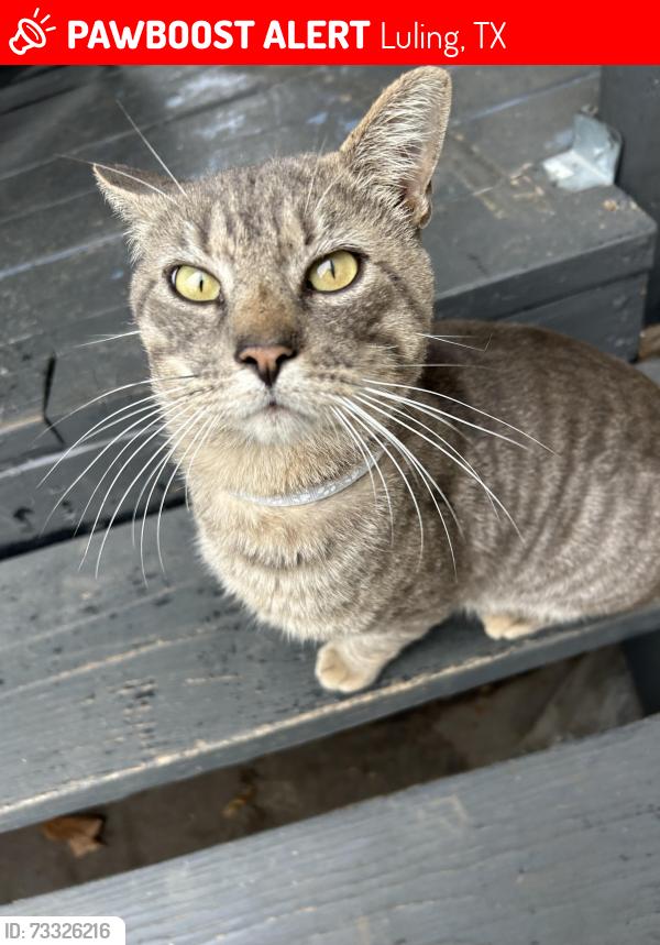 Lost Male Cat last seen Plant ranch 1239 Callihan road 78648, Luling, TX 78648
