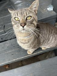 Lost Male Cat last seen Plant ranch 1239 Callihan road 78648, Luling, TX 78648