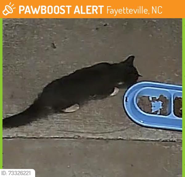 Found/Stray Unknown Cat last seen Mingary/Gray Goose, Fayetteville, NC 28306