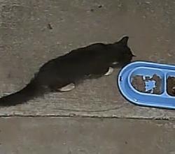 Found/Stray Unknown Cat last seen Mingary/Gray Goose, Fayetteville, NC 28306