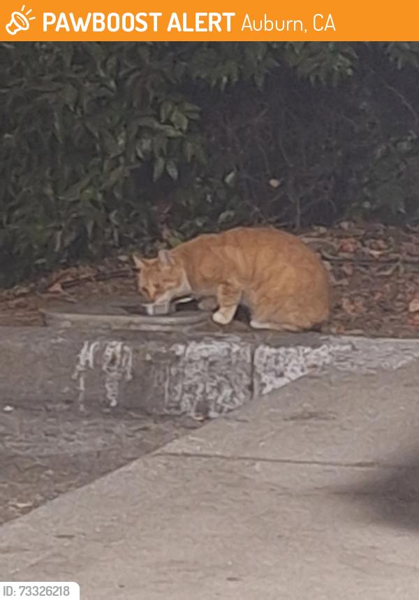 Found/Stray Unknown Cat last seen Near Drive-In Way, Auburn, CA 95603, Auburn, CA 95603