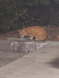 Found/Stray Unknown Cat last seen Near Drive-In Way, Auburn, CA 95603, Auburn, CA 95603