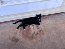 Reunited Female Cat last seen Osmond Dr taylors sc, Taylors, SC 29687