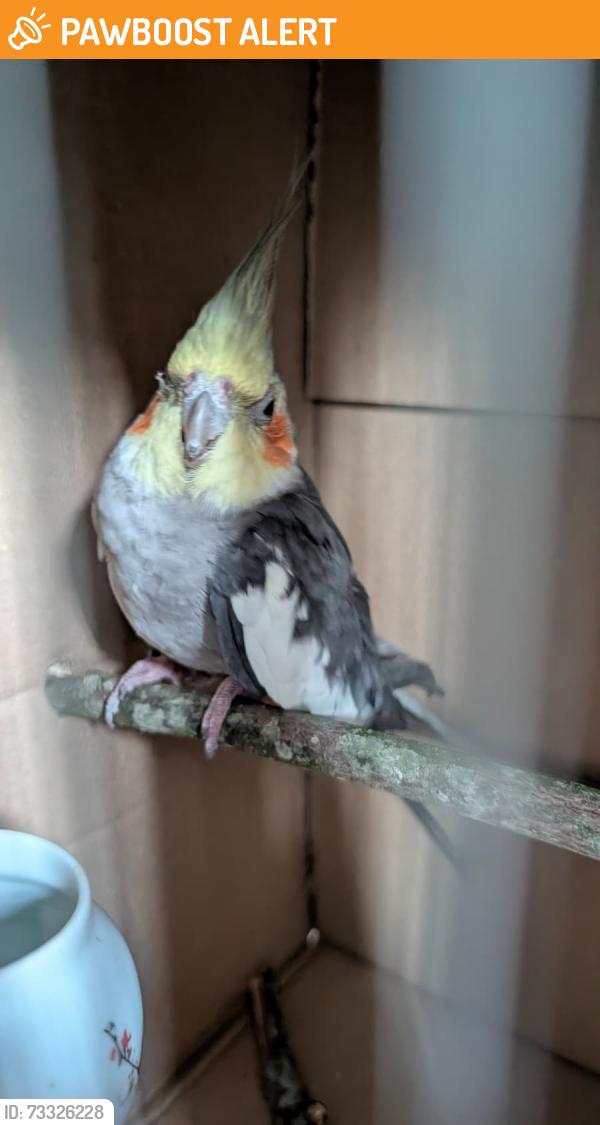 Found/Stray Male Bird last seen Waterlow Park, London, Greater London, England N19