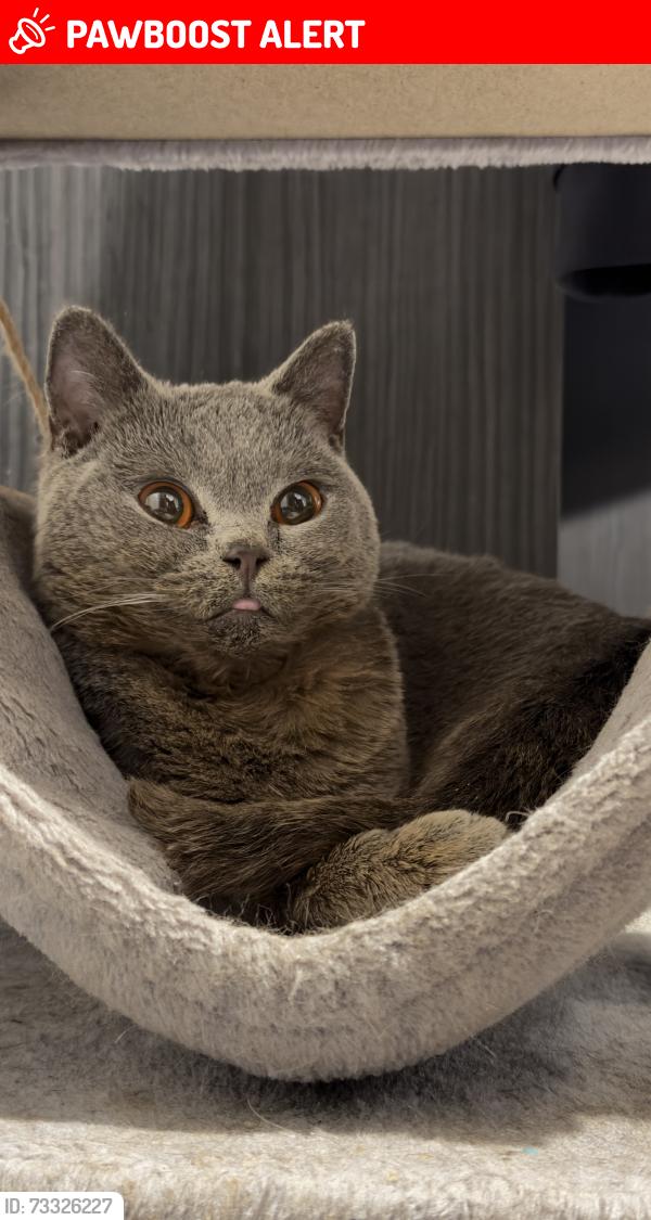 Lost Female Cat last seen Miller Road Roundabout, Greater Manchester, England 