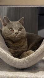 Lost Female Cat last seen Miller Road Roundabout, Greater Manchester, England 
