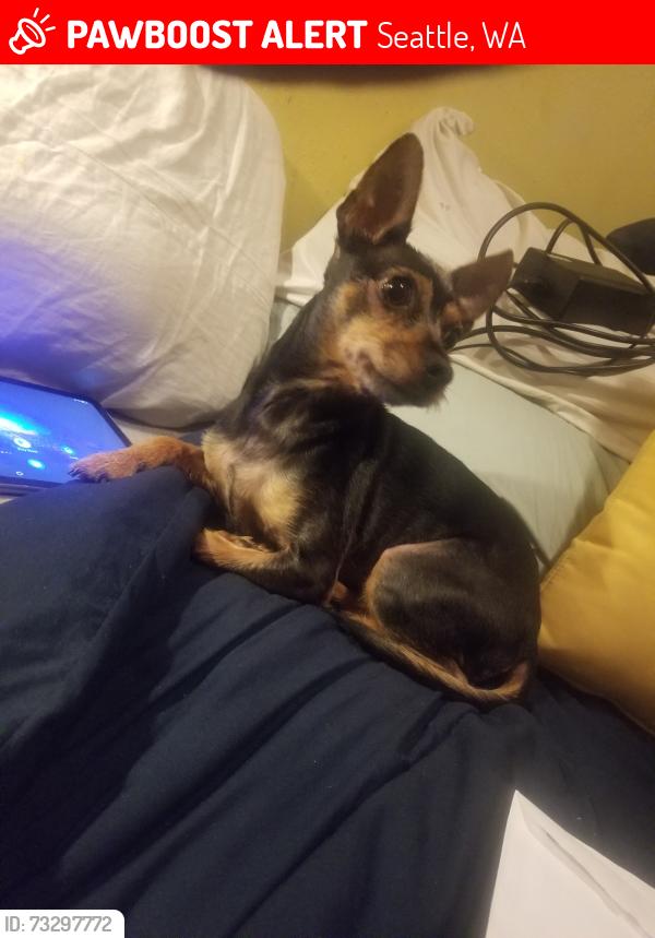 Lost Male Dog last seen Queen Anne Ave N and 1st Ave near Dicks restaurant, Seattle, WA 98109