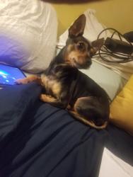 Lost Male Dog last seen Queen Anne Ave N and 1st Ave near Dicks restaurant, Seattle, WA 98109