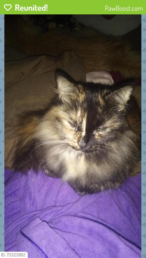 Reunited Female Cat last seen Near Blue Gill Dr, Roland, AR 72135, USA, Roland, AR 72135