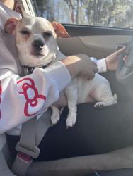 Lost Male Dog last seen Near ne 86 lane, Anthony, FL 32617