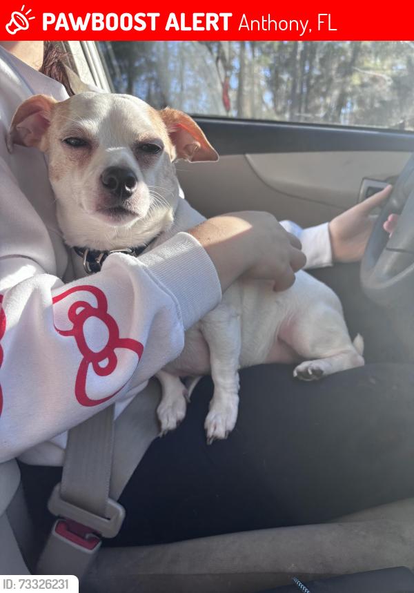 Lost Male Dog last seen Near ne 86 lane, Anthony, FL 32617