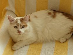 Reunited Male Cat last seen Rangeview Dr & Lakecrest Circle, North Tustin, CA 92705