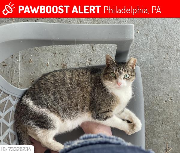 Lost Female Cat last seen 56th and Locust, Philadelphia, PA 19139