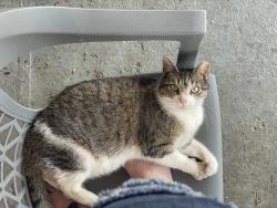 Lost Female Cat last seen 56th and Locust, Philadelphia, PA 19139
