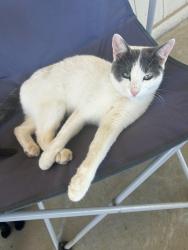 Lost Female Cat last seen Near callihan road Luling 78648, Luling, TX 78648