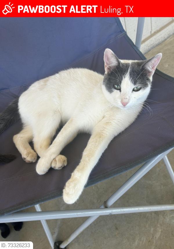 Lost Female Cat last seen Near callihan road Luling 78648, Luling, TX 78648