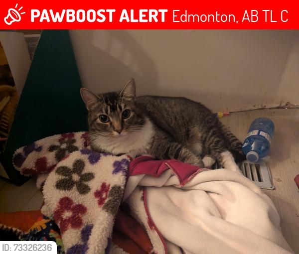 Lost Male Cat last seen Home, Edmonton, AB T6L 1C7