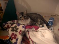 Lost Male Cat last seen Home, Edmonton, AB T6L 1C7