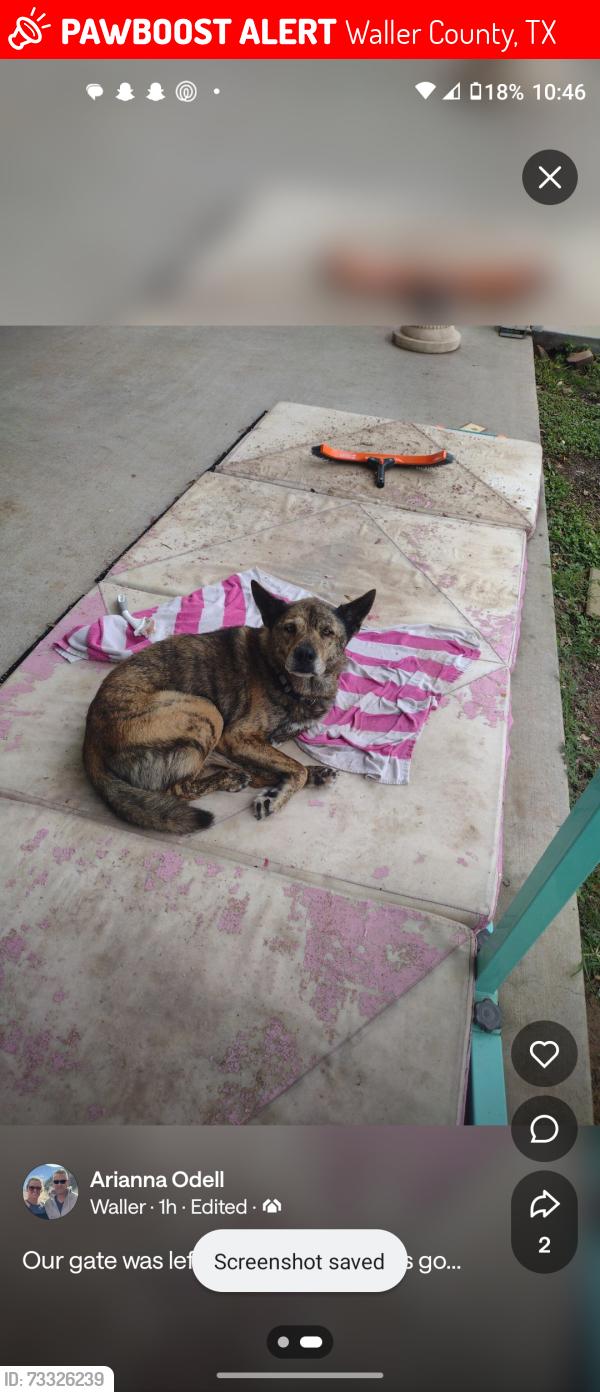 Lost Female Dog last seen Penick and plane view, Waller County, TX 77484