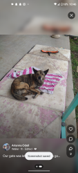 Lost Female Dog last seen Penick and plane view, Waller County, TX 77484