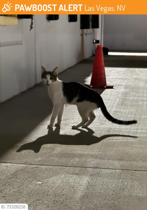 Found/Stray Unknown Cat last seen Lincoln & Geist Ave, Las Vegas, NV 89115