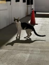 Found/Stray Unknown Cat last seen Lincoln & Geist Ave, Las Vegas, NV 89115