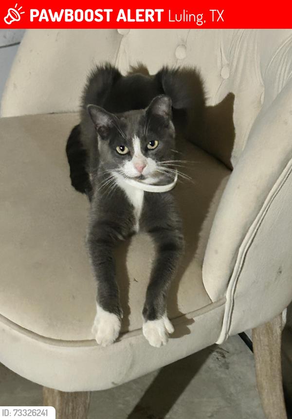 Lost Female Cat last seen Near callihan road Luling 78648, Luling, TX 78648