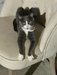 Lost Female Cat last seen Near callihan road Luling 78648, Luling, TX 78648
