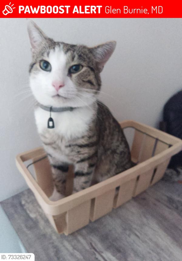 Lost Male Cat last seen Oak Manor Drive, Woodhill Drive, Glen Burnie, MD 21061