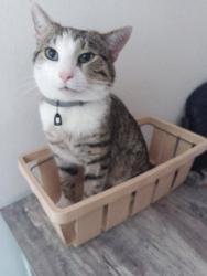 Lost Male Cat last seen Oak Manor Drive, Woodhill Drive, Glen Burnie, MD 21061